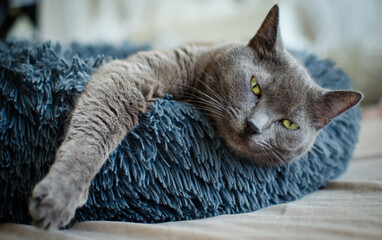 Calm gray cat resting in its bed
