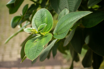 Obraz premium Close-up view of green Pleroma heteromallum leaves, also called silverleafed princess flower, highlighting fine leaf texture, natural veins, and lush tropical foliage detail.