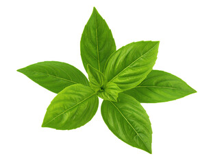 A single green plant with healthy detailed leaves shown from the front realistic