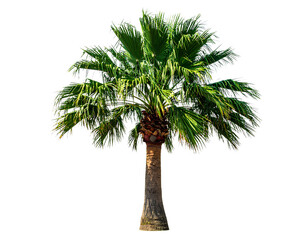 A tall green palm tree with a full lush canopy captured straight on from the front