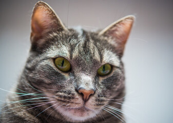 Fototapeta premium Portrait of gray striped short-haired cat 