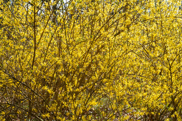 Bl&uuml;hende Forsythie, fl&auml;chendeckend