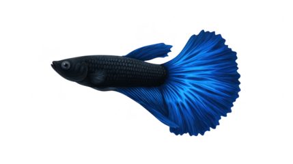 Blue betta fish aquatic pet isolated on transparency background displaying vibrant fin elegant tail and graceful movement popular in home aquarium symbolizing tranquility and beauty