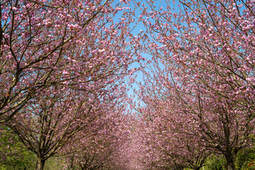 Japanische Bl&uuml;tenkirsche (Prunus serrulata), Kirschbl&uuml;tenallee, Allee mit bl&uuml;henden B&auml;umen