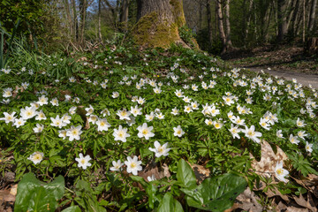 Waldboden mit Buschwindr&ouml;schen (Anemone nemorosa)