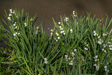 Fr&uuml;hlings-Knotenblume, M&auml;rzenbecher (Leucojum vernum) an einem Bach