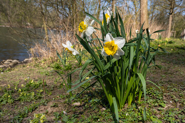 Gelb-weisse Narzissen (Narcissus) an einem Weiher
