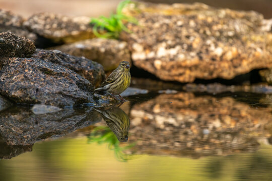 European Serin (Serinus serinus) stands on a rock at the edge of a still pond, its vibrant plumage creating a clear reflection in the calm water with the natural surroundings - stock photo