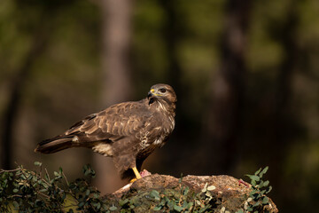 Common buzzard (Buteo buteo) with its prey on a rock- stock photo
