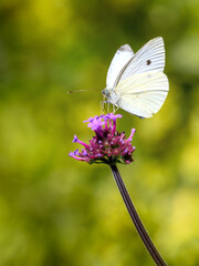 Macro of a white cabbage butterfly on averbena flower
