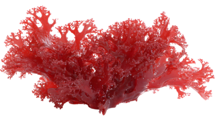 astaxanthin extract red seaweed	
