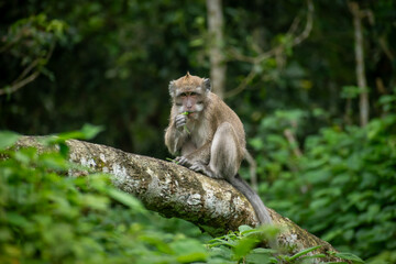 Crab-eating macaque (Macaca fascicularis) perched on a log, showcasing a familiar primate species widely found across Indonesia.