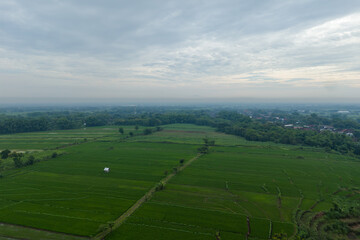 Obraz premium Aerial view of green agricultural fields and fertile soil plots bordered by tropical trees in a rural landscape. Scenic farming area in Indonesia.