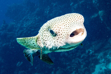 Igelfische (Diodontidae) an der Putzerstation