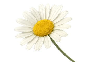 Fototapeta premium Daisy presenting white petals and a vibrant yellow center on a green stem, symbolizing purity, summer, and nature's beauty on a transparent background