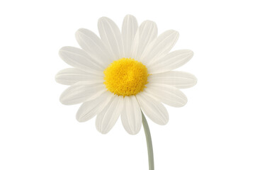 Fototapeta premium Daisy flower blooming, white petals and yellow center, isolated on transparent background, offering freshness and purity