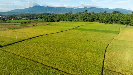 Bright green paddy field with mountain view
