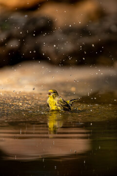 European Serin (Serinus serinus) bird refreshing itself while bathing in a natural pond with water droplets splashing around, reflecting the surrounding environment - stock photo