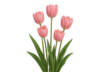 Fototapeta premium Pink tulips bunch with green leaves for spring and floral design on transparent background