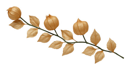 Dried branch, golden leaves, and lantern shaped fruit create rustic, autumnal decoration, perfect for seasonal arrangements or natural home decor with warm, cozy feeling