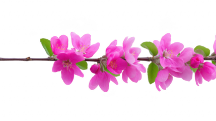 Pink flower branch delicate blossom green leaf spring bloom isolated white vibrant color nature floral fresh cheerful decorative closeup natural beauty botany garden ornamental petal stem seasonal