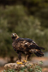 Golden Eagle (Aquila chrysaetos)  perching on a rock, Spain - stock photo