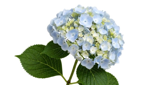 Captivating hydrangea blossom displaying intricate pastel blue petals and verdant foliage