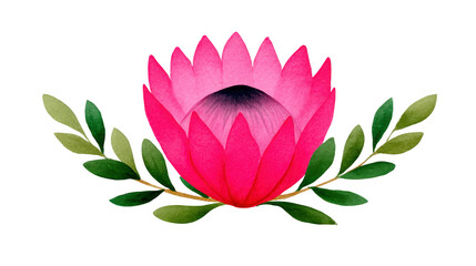 Pink protea flower with green leaves watercolor illustration botanical art tropical plant isolated on white vibrant natural decorative elegant cheerful design