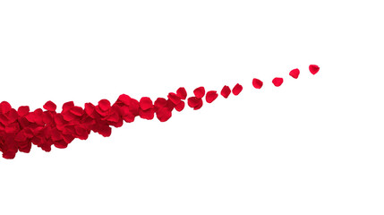 Red rose petal romantic love floral isolated background valentine nature beauty decorative scattered elegant celebration design passion soft texture wedding greeting card creative pattern blossom