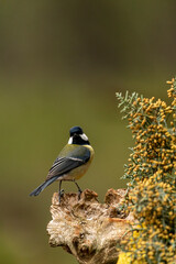 Obraz premium Great tit (Parus major) a small songbird with black, white, and yellow plumage, perching on a weathered wooden stump next to a flowering shrub with yellow blooms in a natural environment - stock photo