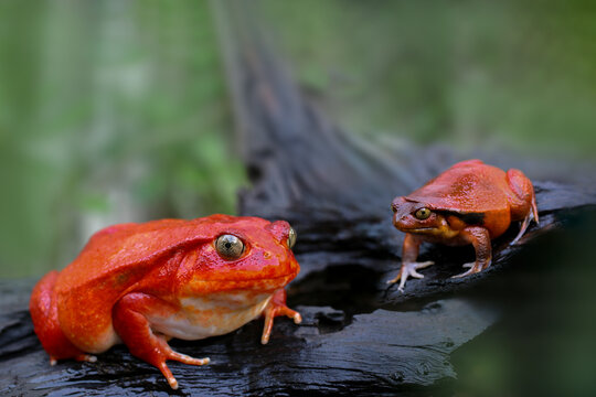 A pair of adult Tomato frog on brown wood and blurry green leaves background, Female Tomato frog has red skin like tomatoes, but male has brown color and smalless, Mating animal, Madagascar wildlife.