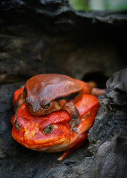 A pair of adult Tomato frogs on brown wood cavity background, Female Tomato frog has red skin like tomatoes, but male has brown color and smalless, Mating animal, Wildlife of Madagascar