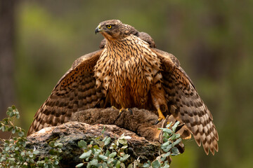 Immature of Northern Goshawk (Accipiter gentilis) hunting in a mediterranean forest, Spain
 - stock photo