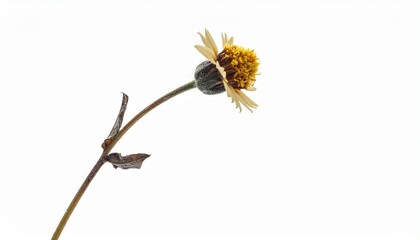 Obraz premium Close-up of a yellow wildflower with a thin stem against a plain white background during daylight