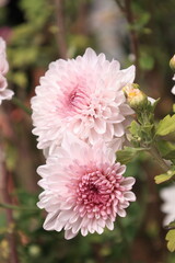 pink dahlia flower