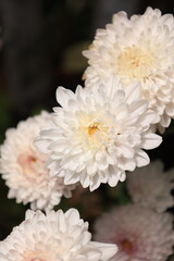 white chrysanthemum flower