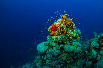 Buntes Korallenriff mit bunten Fischen im Roten Meer	
