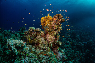 Buntes Korallenriff mit bunten Fischen im Roten Meer	
