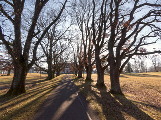 Allee mit alten B&auml;umen im Winter