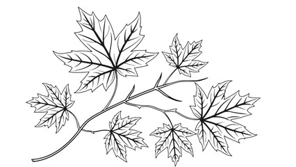 A branch with several maple leaves is depicted in a line drawing.