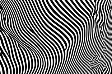 Close-up of zebra skin with wavy black and white stripes