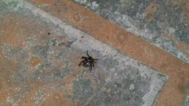 Dermacentor tick walking on a grungy floor