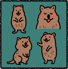 Hand-Drawn Quokka Illustration Set, Australian Marsupial from Rottnest Island, Educational Cartoon