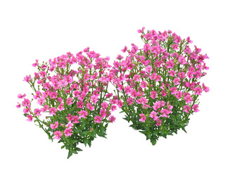 メネシア　5月撮影