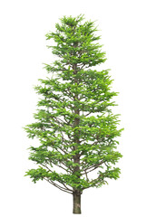 モミノキ　5月撮影　樹高360cm