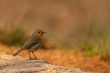 Fototapeta premium European Robin (Erithacus rubecula) perched on a rock - stock photo
