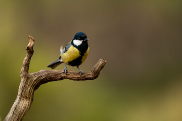 Eurasian Blue Tit (Cyanistes caeruleus) perched on a branch, Spain - stock photo © Amaiquez