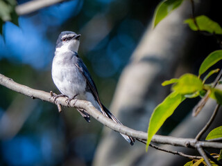 Ryukyu Minivet
