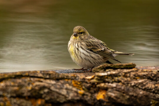 European Serin (Serinus serinus) bird, also known as Verdecillo, perching on a textured log near the calm pond water, showcasing its natural habitat and delicate plumage in a serene environment.