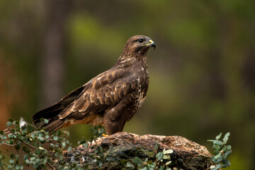 Common buzzard (Buteo buteo) with its prey on a rock- stock photo
